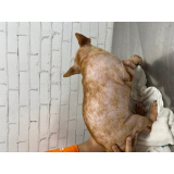 clínica especializada em dermatologia canina Catumbi