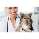 clínica especializada em exame de ecocardiograma para animais Queimados