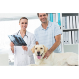 clínica especializada em exames laboratoriais para animais Cosme Velho