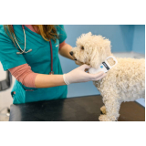clínica especializada em microchipagem cachorro Cinelândia