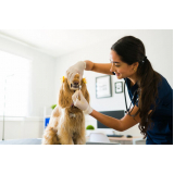 clínica especializada em odontologia para cachorro Lagoa