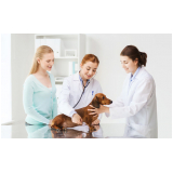 clínica especializada em oncologia para cães e gatos Urca