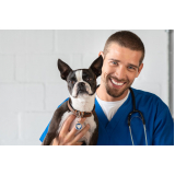 clínica especializada em oncologia veterinária para cachorro e gato Cabo Frio