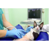 clínica especializada em ultrassonografia em gatos Itaboraí