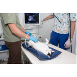 clínica especializada em ultrassonografia para gatos Estácio