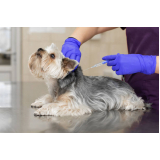 clínica especializada em vacina contra leishmaniose para cães Gamboa