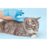 clínica especializada em vacina para animais de estimação Resende