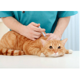 clínica para vacina fiv felv para gato Resende