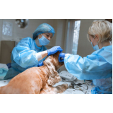 clínica que faz cirurgia veterinária básica Queimados