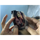 clínica que faz cirurgias bucais veterinárias Ipanema