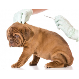 clínica que faz microchipagem de cães Cidade Nova