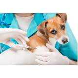 clínica que faz microchipagem em animais Saúde