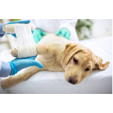 clínica veterinária para cachorro telefone Catumbi