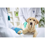 clínica veterinária para cachorro Cidade Nova