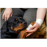 clínica veterinária para cães Lagoa
