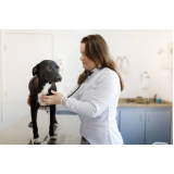 consulta com endocrinologista veterinário Petrópolis