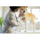 contato de cardiologista para pet cães Nilópolis