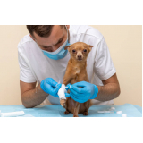 contato de clínica veterinária para cães Santo Cristo