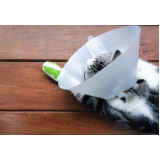 contato de clínica veterinária para gato Catete
