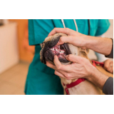 contato de dentista para cachorro Laranjeiras