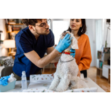contato de dentista para cachorros Vidigal