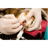 contato de dentista para gatos Leme
