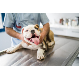 contato de dermatologista para cães e gatos Saúde