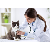 contato de dermatologista para gatos Catete