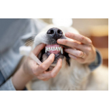 dentista de cachorro Lagoa