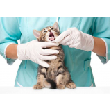 dentista de gato Itaguaí