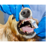 dentista para cachorro Gamboa