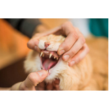 dentista para gatos Vidigal