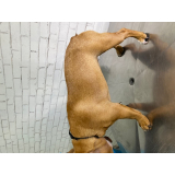 dermatologia canina marcar Rio Comprido