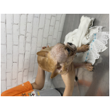 dermatologia canina Queimados