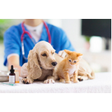 dermatologia em cães contato Catete
