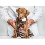 dermatologia em cães Mangueira