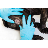 dermatologia para animais marcar Magé