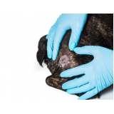 dermatologia para animais Queimados