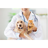 dermatologia para cachorro de gato contato Araruama