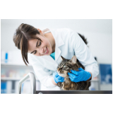 dermatologia para cães e gatos contato Centro