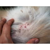 dermatologia para pets Catete
