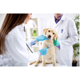 dermatologista de cães contato Santo Cristo
