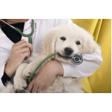 dermatologista de cães Santo Cristo