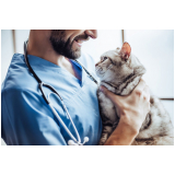 dermatologista para cães e gatos Cinelândia