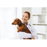 dermatologista para cães Lagoa
