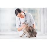 dermatologista para gatos Nilópolis