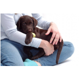 endereço de clínica veterinária para cachorro Queimados