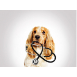 endereço de dermatologista para cães Catete