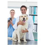 exame de ecocardiograma para animais marcar Saúde