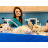 exame de ultrassom abdominal canino Niterói